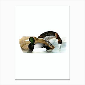 Vintage Greater Scaup Bird Illustration on Pure White Canvas Print
