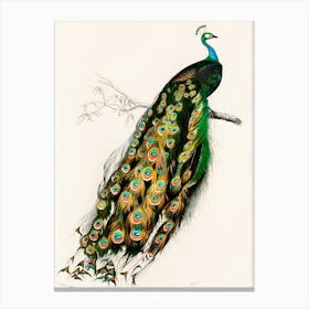 Peacock 14 Canvas Print