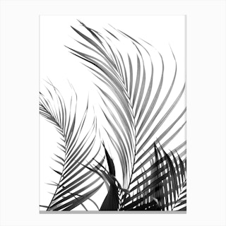 Palm Fronds in Black & White Canvas Print