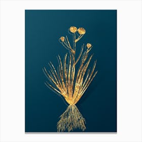 Vintage Blue Corn Lily Botanical in Gold on Teal Blue n.0175 Canvas Print