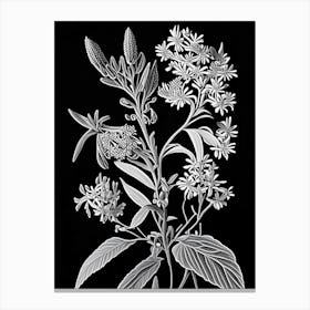 Milkweed Wildflower Linocut 1 Canvas Print