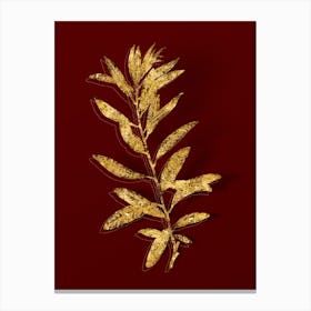Vintage Rhodora Botanical in Gold on Red n.0199 Canvas Print