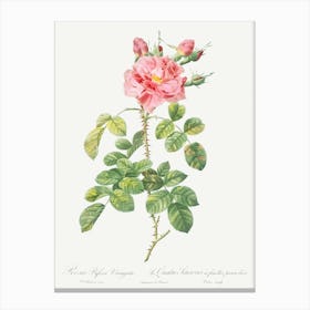 Variegated Four Seasons Rose, Pierre Joseph Redoute Canvas Print