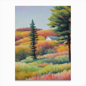 Pitch Pine Tree Watercolour Canvas Print