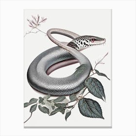 Gray Rat Snake 1 Vintage Canvas Print