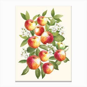 Apples Canvas Print