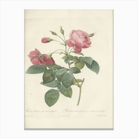 Rose Illustration, Pierre Joseph Redoute (45) Canvas Print