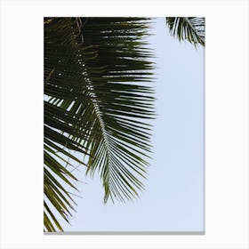 Green Palm Leaves On Blue Sky Canvas Print