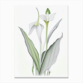 Zantedeschia Floral Quentin Blake Inspired Illustration 2 Flower Canvas Print