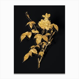 Vintage White Bengal Rose Botanical in Gold on Black n.0233 Canvas Print
