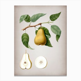 Vintage Pear Botanical on Parchment n.0933 Canvas Print