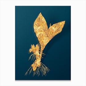 Vintage Koemferia Longa Botanical in Gold on Teal Blue n.0052 Canvas Print