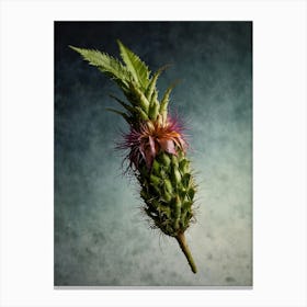 Thistle Flower Canvas Print