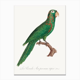 The Red Spectacled Amazon From Natural History Of Parrots, Francois Levaillant Canvas Print