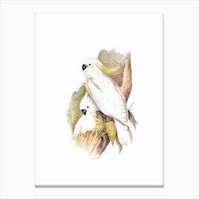 Vintage Crested Cockatoo Bird Illustration on Pure White Canvas Print