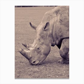 Rhinoceros Grey Rhino Canvas Print