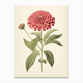 Zinnias Flower Vintage Botanical 1 Canvas Print