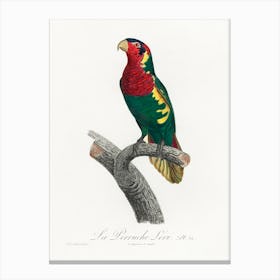 The Blue Headed Lorikeet (Trichoglossus Haematodus) From Natural History Of Parrots, Francois Levaillant Canvas Print
