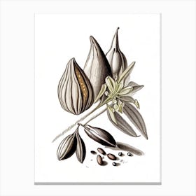 Black Cardamom Spices And Herbs Pencil Illustration 1 Canvas Print