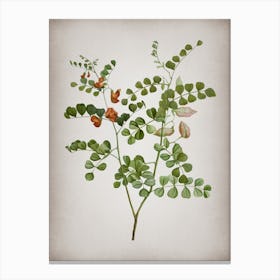 Vintage Blood Spotted Bladder Senna Botanical on Parchment n.0248 Canvas Print