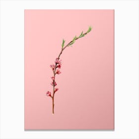 Vintage Peach Blossom Botanical on Soft Pink n.0358 Canvas Print