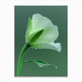 White Flower With Water Droplets Canvas Print