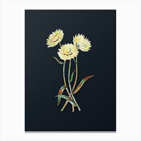 Vintage Helichrysum Flower Branch Botanical Watercolor Illustration on Dark Teal Blue n.0199 Canvas Print