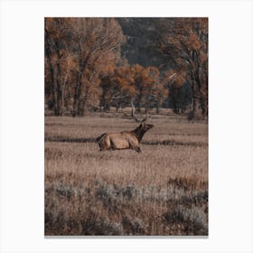 Elk Running Through Field Canvas Print