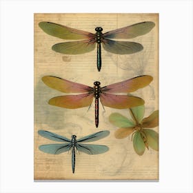Dragonfly Vintage Species 3 Canvas Print