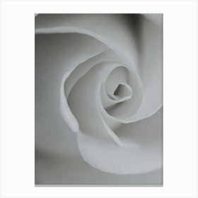 White Rose Detail Canvas Print