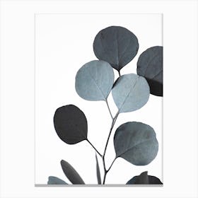 Blue Green Hues Dried Eucalyptus Branches 2 Canvas Print