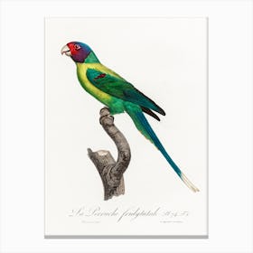 The Plum Headed Parakeet From Natural History Of Parrots, Francois Levaillant Canvas Print