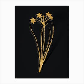 Vintage Rush Daffodil Botanical in Gold on Black n.0207 Canvas Print
