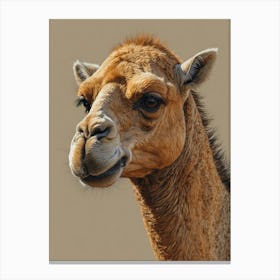 Camel Portrait Canvas Print