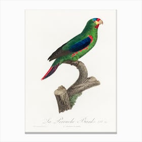 The Swift Parrot From Natural History Of Parrots, Francois Levaillant 1 Canvas Print