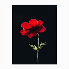 Single Red Flower 1 Canvas Print