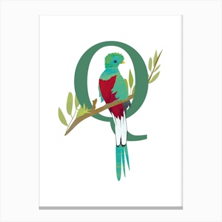 Q For Quetzal Canvas Print