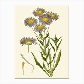 Chamomile Canvas Print