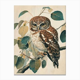 Northern Pygmy Owl Vintage Illustration 1 Canvas Print