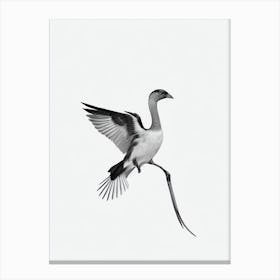 Turkey B&W Pencil Drawing 1 Bird Canvas Print