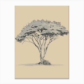 Acacia Tree Minimalistic Drawing 2 Canvas Print