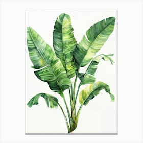 Banana Leaves 34 Canvas Print