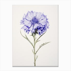 Pressed Flower Botanical Art Cornflower 2 Canvas Print