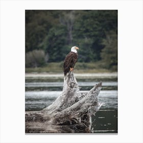 Bald Eagle On River Canvas Print
