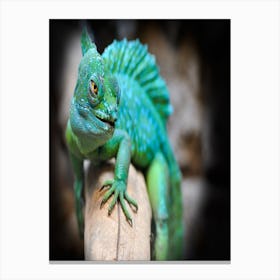 Iguana Canvas Print