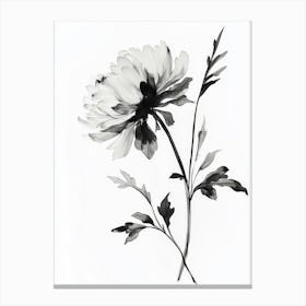 Ink Illustration Of Flower Blooming Chrysanthemum Canvas Print