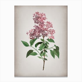 Vintage Chinese Lilac Botanical on Parchment n.0129 Canvas Print