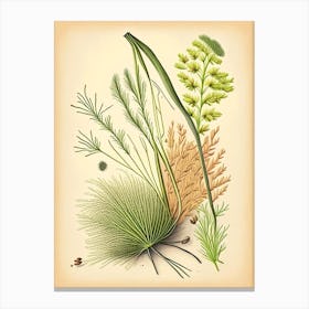 Fennel Seeds Spices And Herbs Retro Drawing 3 Canvas Print