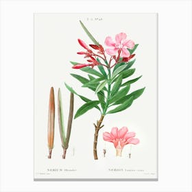 Oleander, Pierre Joseph Redoute (2) Canvas Print