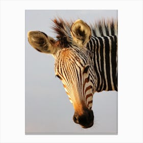 Zebra Head Canvas Print